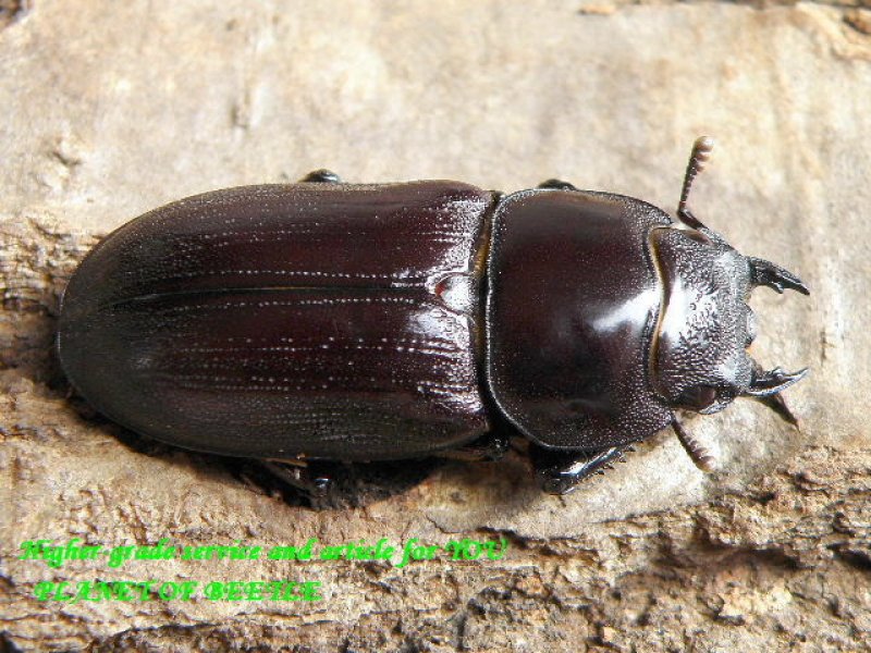 画像1: 台湾ツノボソオオクワ♂30mm♀30mm完品F2ペア