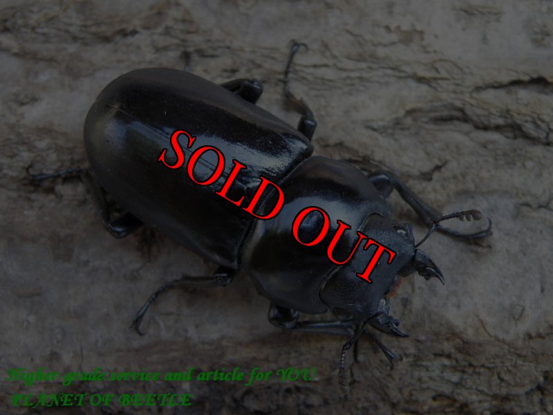 画像2: 新着！雲南天然セメノフコクワ♂41mm♀34mmペア (2)