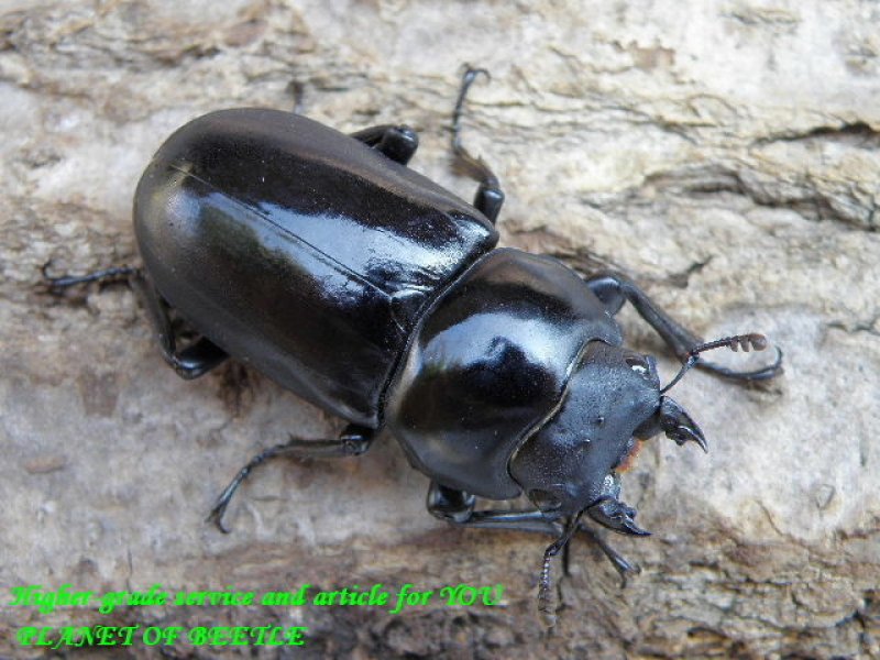 画像1: 新着！雲南天然セメノフコクワ♂41mm♀34mmペア