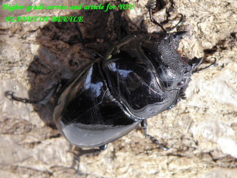 画像1: 24日新着！カメルーン最強天然レギウス♂72mm♀42mm完品ペア