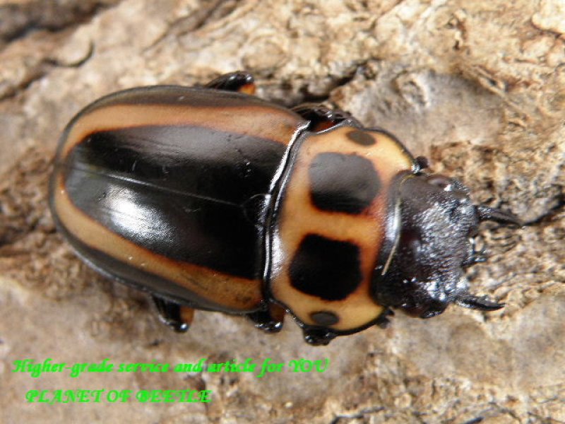 画像1: 新着・特大!天然メリーメンガタ♂51mm♀29mm完品ペア