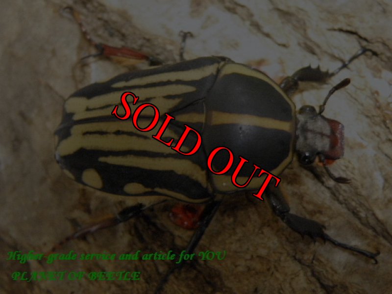 画像2: レア！カメルーン・天然クラッツクラッツ♂57mm♀45mm完品ペア (2)