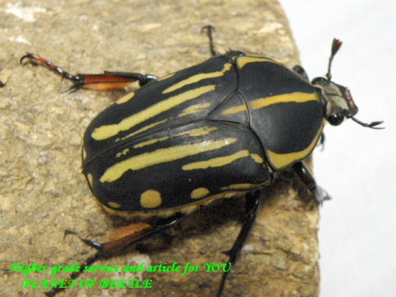 画像1: 丘の黒神降臨!最高級天然クラッツマリアナ♂67mm♀47mm完品ペア