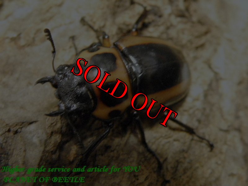 画像2: 特別価格！天然メリーメンガタ♂50mm♀31mm完品ペア (2)