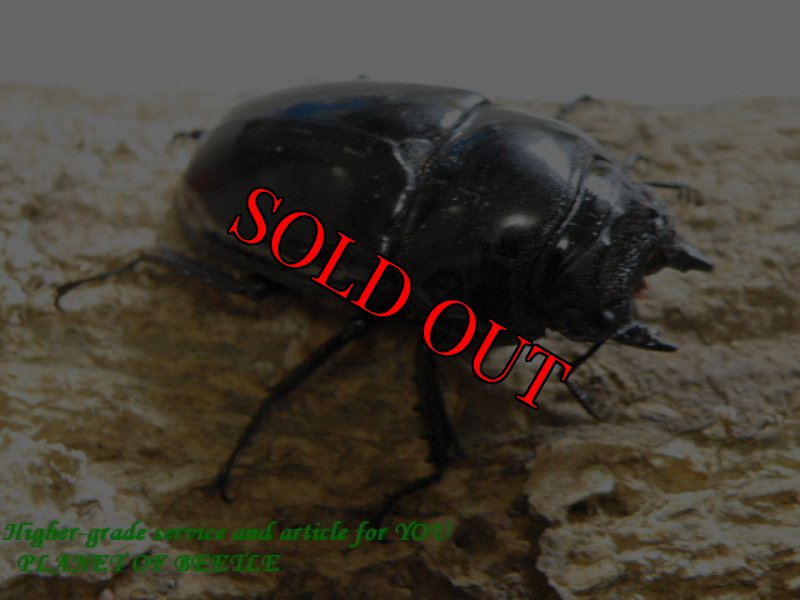 画像2: 1月14日新着！お買い得・最強天然レギウス♂62mm♀44mmペア (2)