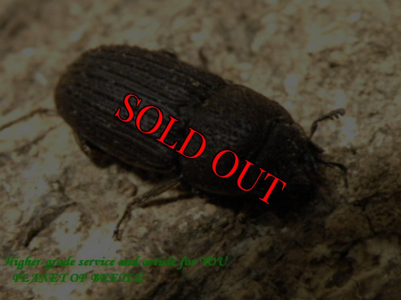 画像2: レア韓国！Dorcus koreanusチョウセンサビ♂20mm♀17mm完品ペア (2)