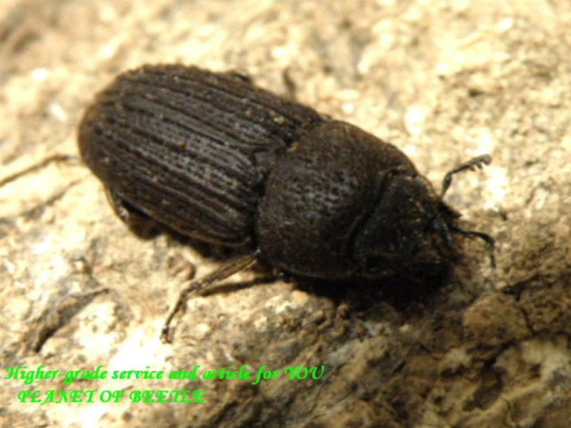 画像1: レア韓国！Dorcus koreanusチョウセンサビ♂20mm♀17mm完品ペア