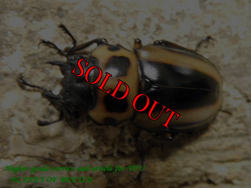 画像2: 貴重な天然メリーメンガタ大型♂47mm♀29mm完品ペア (2)