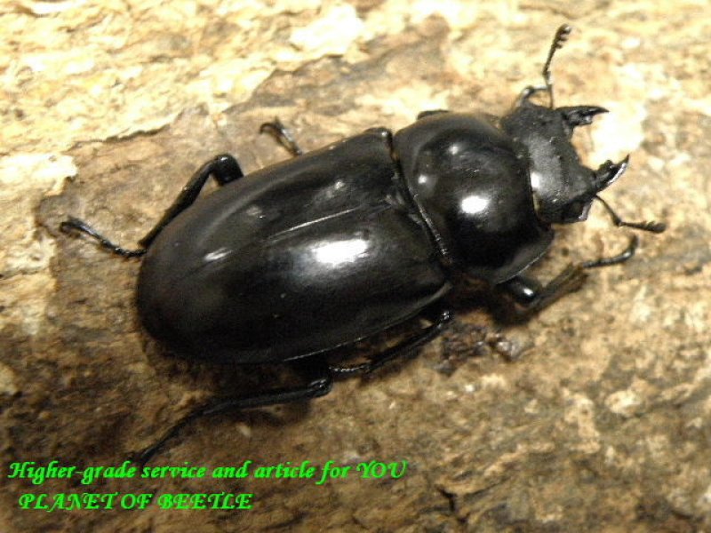 画像1: 希少!雲南天然セメノフコクワ♂38mm♀34mmペア