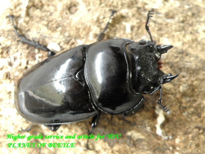 画像1: 最強伝説！特大天然レギウス♂81mm♀48mmペア