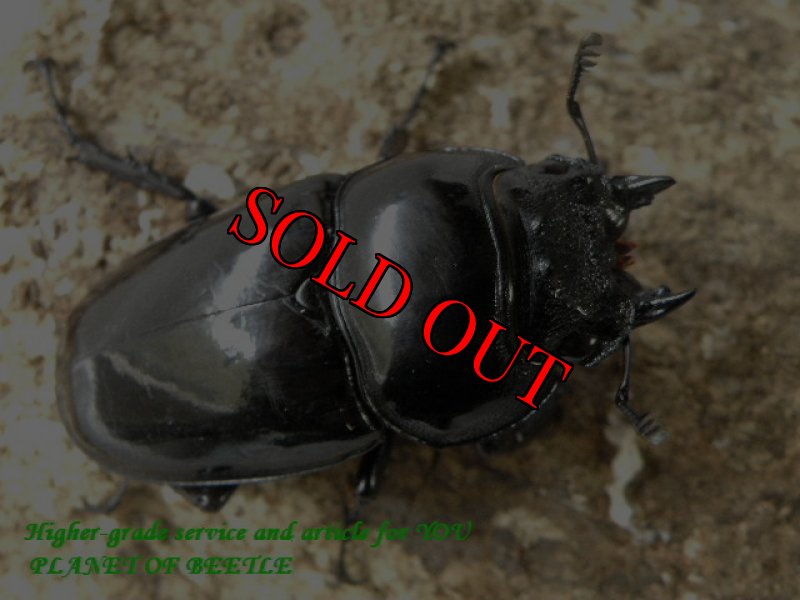 画像2: 最強伝説！特大天然レギウス♂81mm♀48mmペア (2)