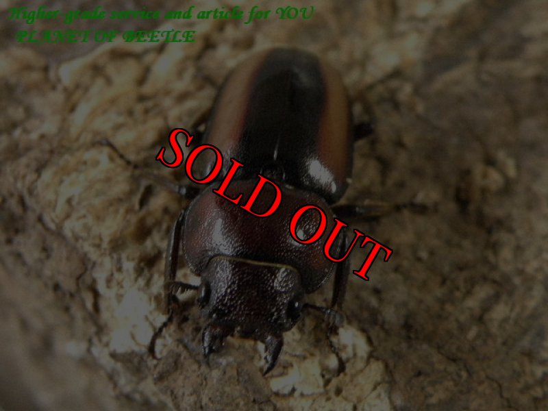 画像2: 超希少・本物！F1エステーラノコギリ♂29mm♀21mm♀21mm完品トリオ (2)