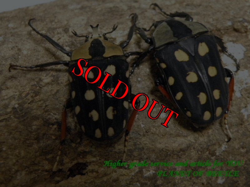 画像2: 入手困難！希少ホシボシツノカナブンnyanzanusタイプ完品ペアNo3 (2)