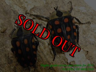 カナブンページ マックレーツヤカナブン ペア フィリピン(ミンダナオ島) - Insect