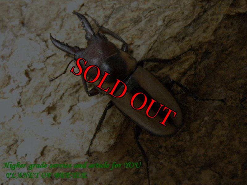 画像3: 超希少・本物！天然エステーラノコギリ♂30mm♀22mm完品ペア (3)