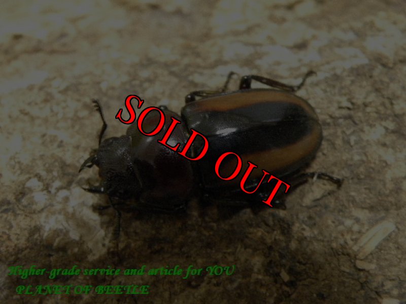 画像2: 超希少・本物！天然エステーラノコギリ♂30mm♀22mm完品ペア (2)