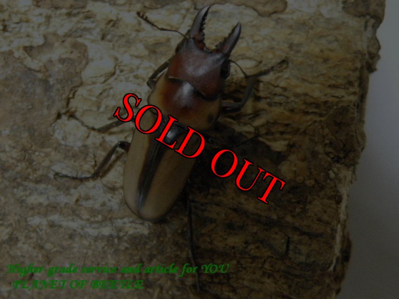 画像2: 新着・超希少！天然エステーラノコギリ♂26mm♀16mm完品ペア (2)