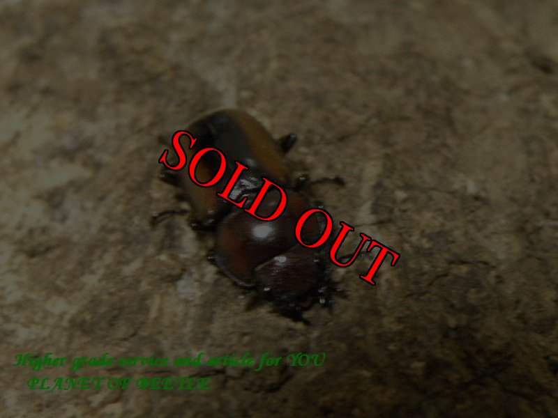 画像3: 新着・超希少！天然エステーラノコギリ♂26mm♀16mm完品ペア (3)