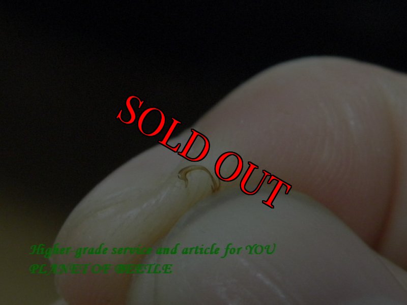 画像3: 超希少・本物！F1エステーラノコギリ♂29mm♀21mm♀21mm完品トリオ (3)