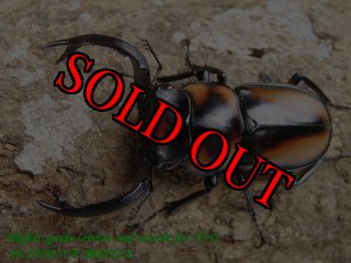 タンザニア産　オーベルチュールツノハナムグリ　65mm 52mmペア PLANET OF BEETLE (Page 51)