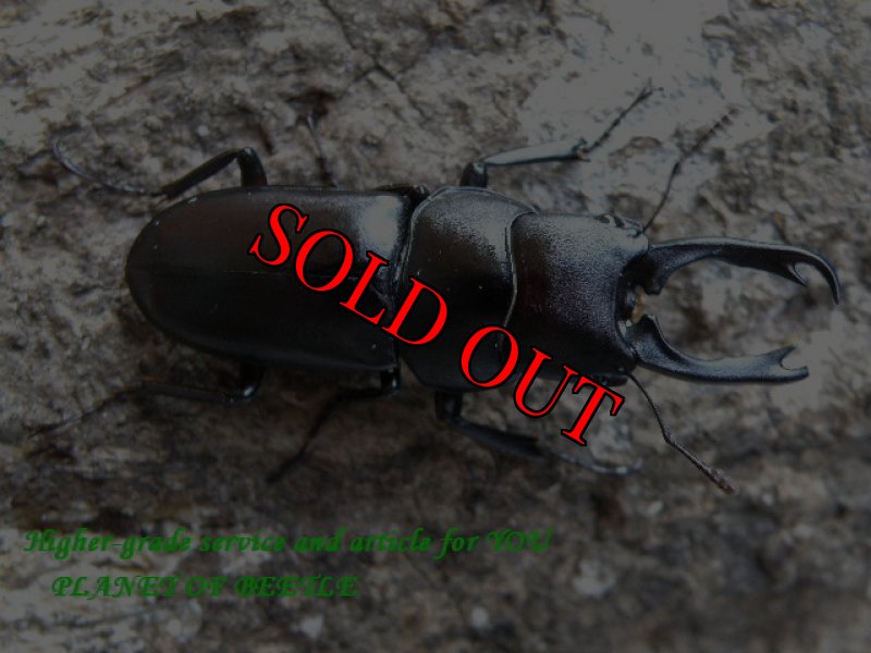 画像2: 新着サービス品・ウスバクワガタ(ブラック)♂35mmペア (2)