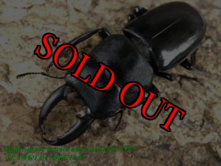 インド産　カントリーゴホンヅノカブト　63mm インド産 カントリーゴホンヅノカブト 63mm 昆虫用品