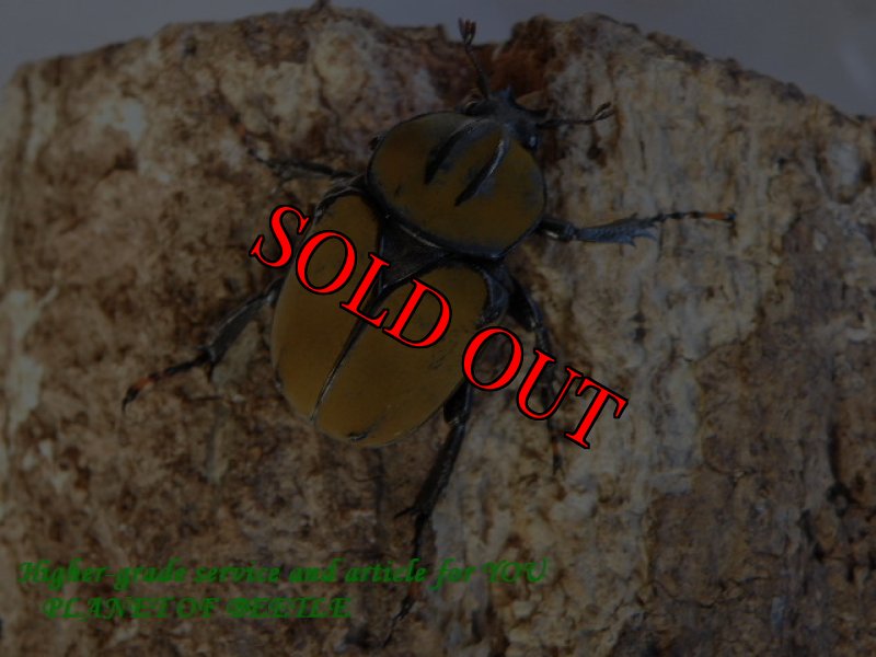 画像3: 7/14タイ！天然ワリックツノカナブン♂39mm完品ペア (3)