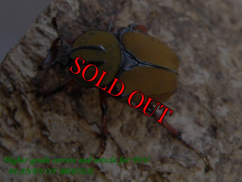 画像2: 7/14タイ！天然ワリックツノカナブン♂39mm完品ペア (2)