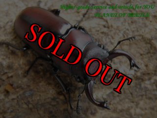 全商品 - PLANET OF BEETLE (Page 18)