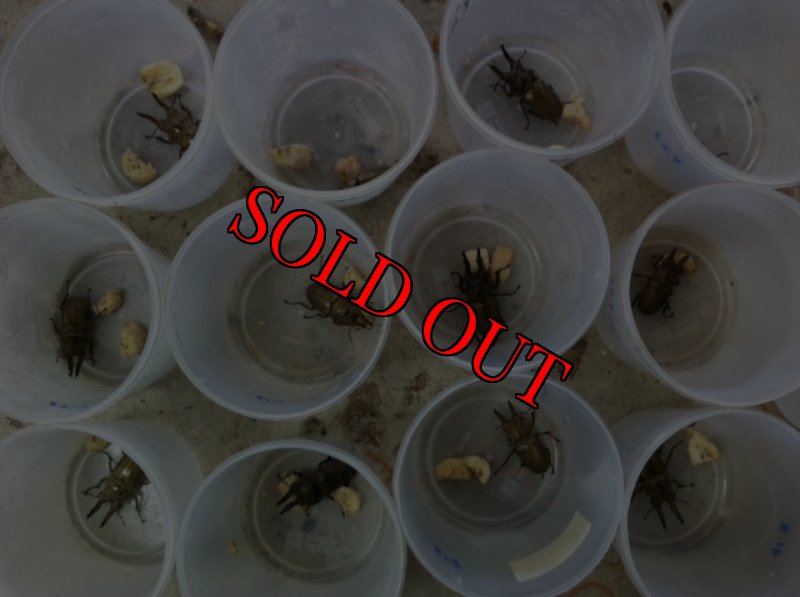 画像2: 7/30マレーシア！天然モセリオウゴンオニ完品ペア (2)