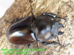 画像2: 8/4台湾・天然オオマルバネ♂61mm♀48mm完品ペアNo2 (2)
