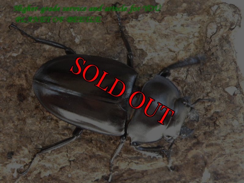 画像2: 8/29台湾・天然オオマルバネ♂61mm♀42mm完品ペア (2)