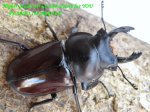 画像1: 8/4台湾・天然オオマルバネ♂61mm♀48mm完品ペアNo2 (1)