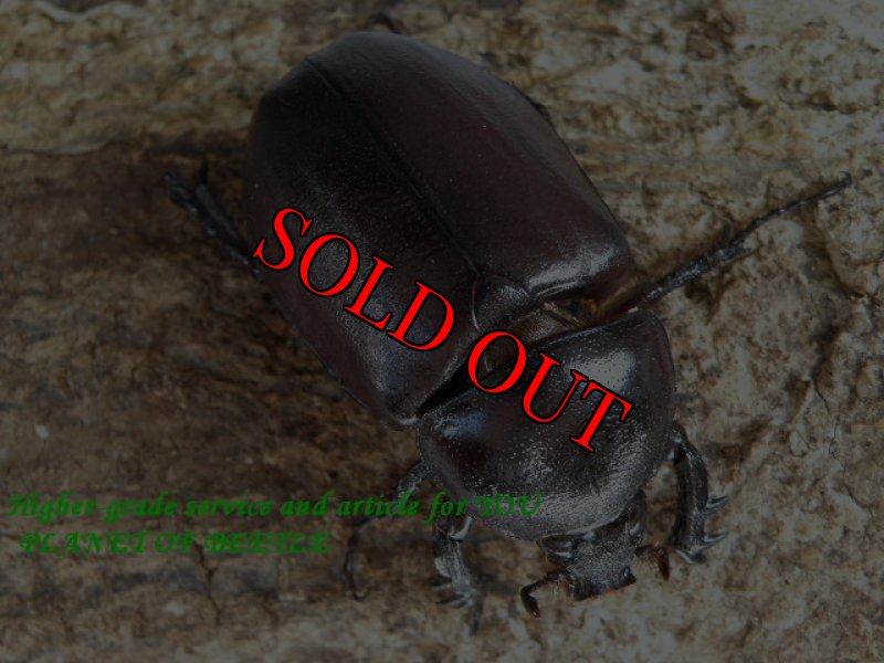 画像2: 9/25タイ・天然シャムゴホンヅノカブトMLサービス品ペア (2)