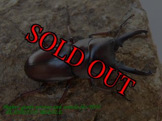 5/16ラオス・タイ・カンボジア産 - PLANET OF BEETLE