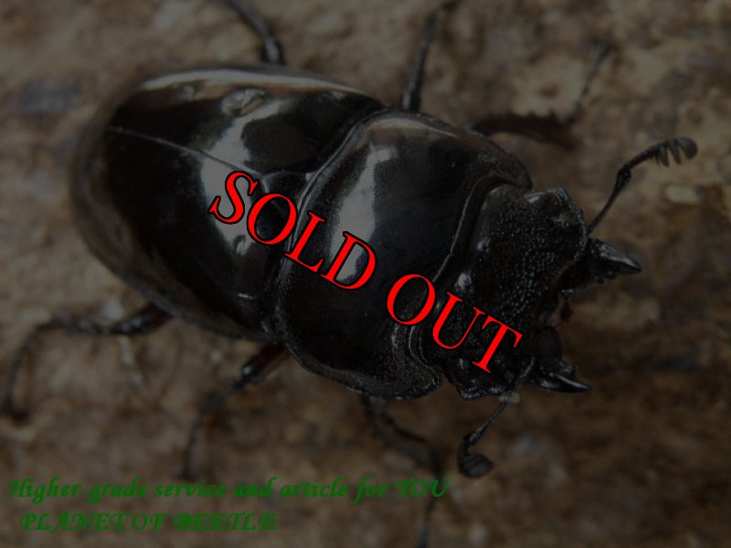 画像2: 超お買い得天然レギウスサービス品♂65mm♀37mmペア+オマケ♀ (2)