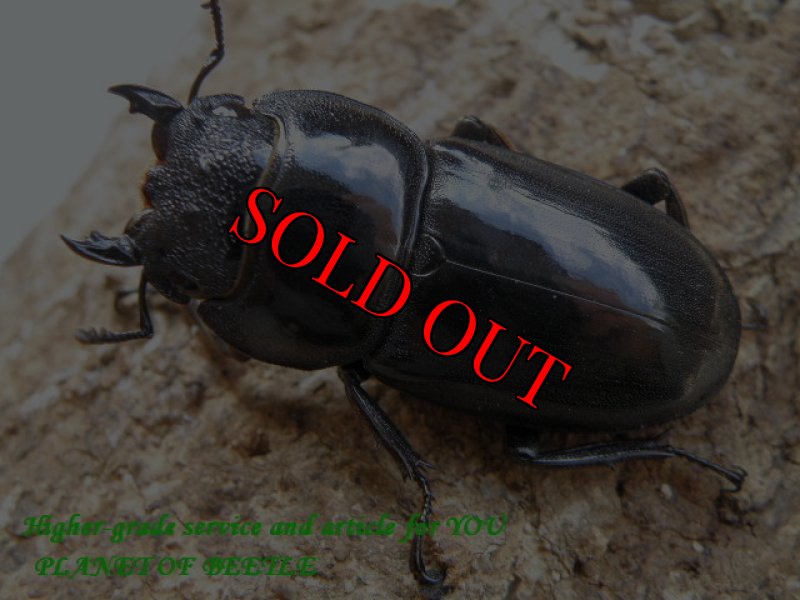 画像2: 10/16・タイ天然ウエスターマンヒラタ♂78mm♀39mm完品ペア (2)