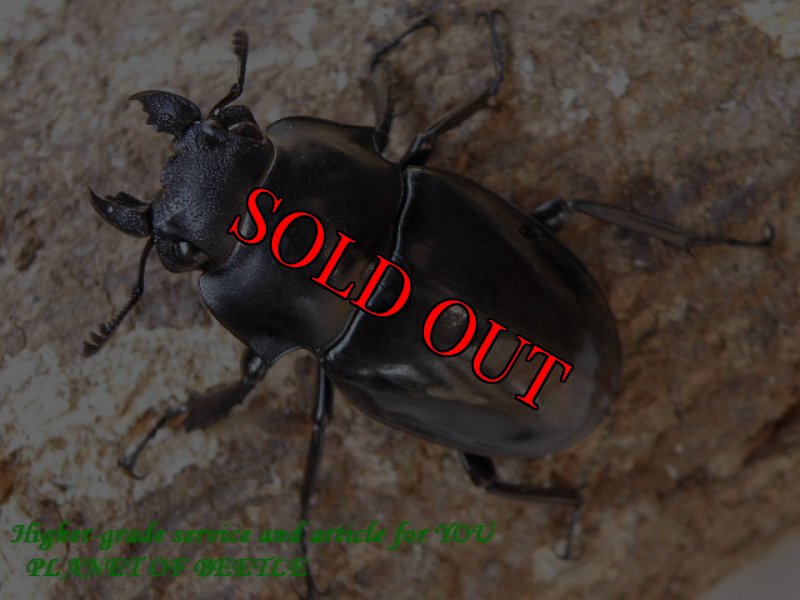 画像2: 10/30・タイ天然マキシムスマルバネ♂66mm♀48mm完品ペア (2)