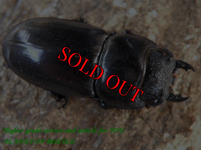 画像2: 10/30・タイ天然ウエスターマンヒラタ♂74mm♀35mm完品ペア (2)