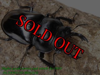 タンザニア産　オーベルチュールツノハナムグリ　65mm 52mmペア バイカラーカラータンザナイト オーバルカット タンザニア産