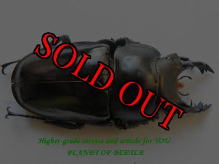 1/5新着-標本販売館 - PLANET OF BEETLE