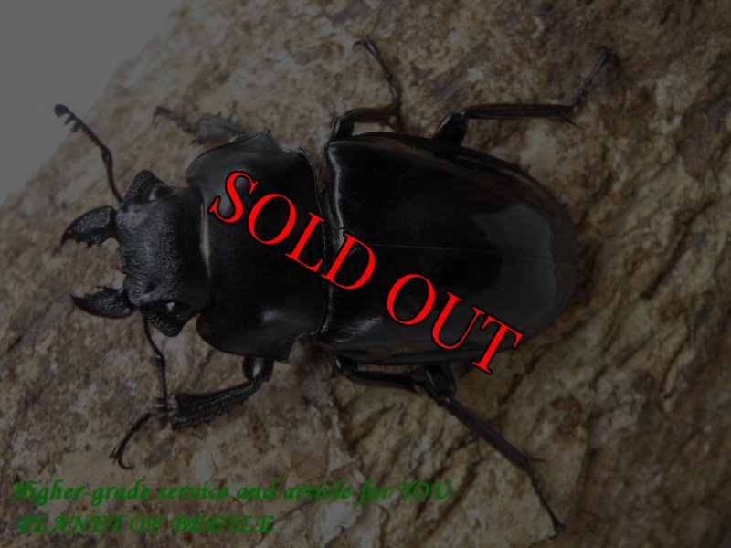 画像2: 10/30・タイ天然シバオニツヤ♂83mm♀48mm完品ペア (2)