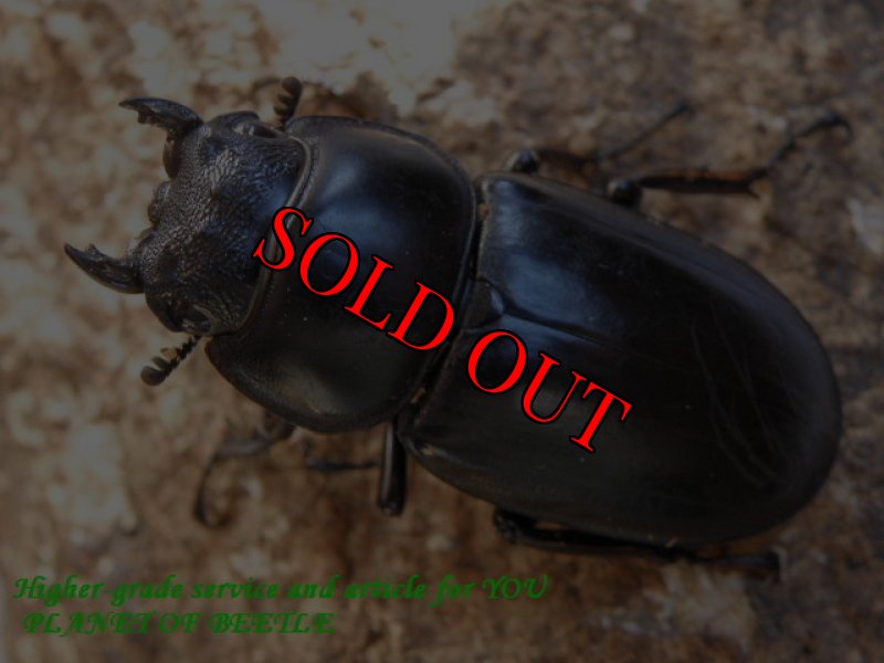 画像2: 11/19・タイ天然ミヤシタアンタエウス♂68(70)mm♀42mm完品ペア (2)