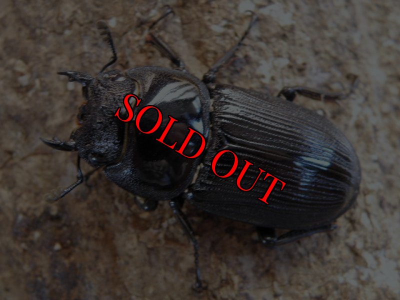 画像2: 11/19・タイ天然クルビデンス♂67(69)mm♀34mm完品ペア (2)