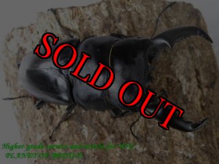 5/16ラオス・タイ・カンボジア産 - PLANET OF BEETLE