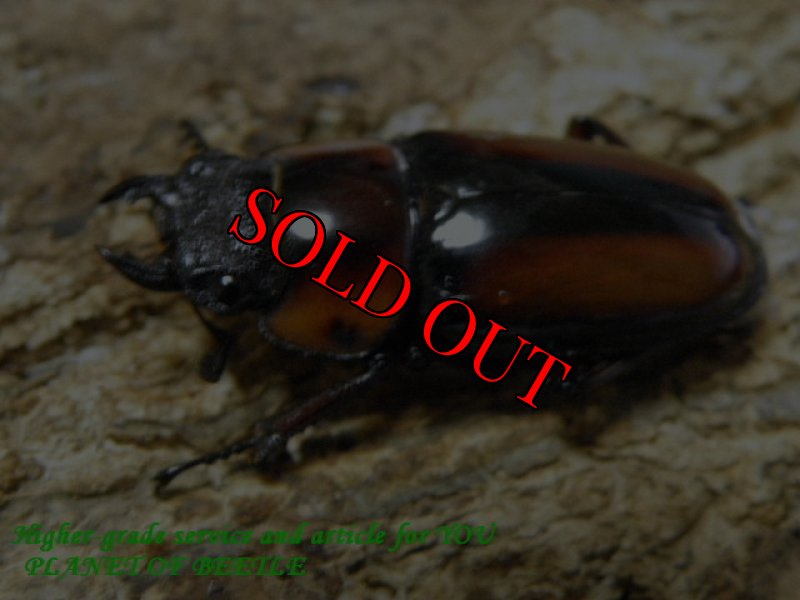 画像2: 3/1天然サバゲノコギリ♂57mm♀29mm完品ペア (2)