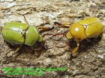 画像2: 3/23天然ウスイロクワガタコガネ完品ペア (2)