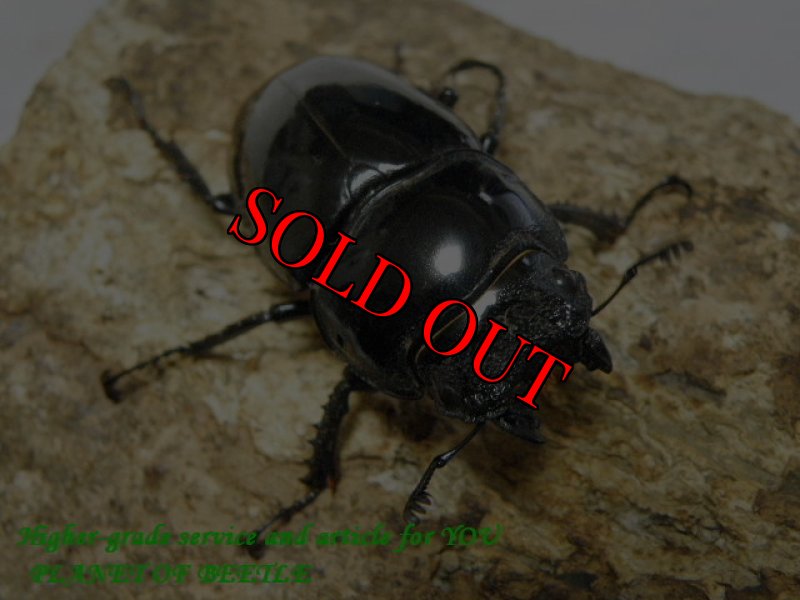 画像2: GWPremium!4/2 春の天然レギウス♂70mm♀44mmペア(顎先欠けのペア) (2)