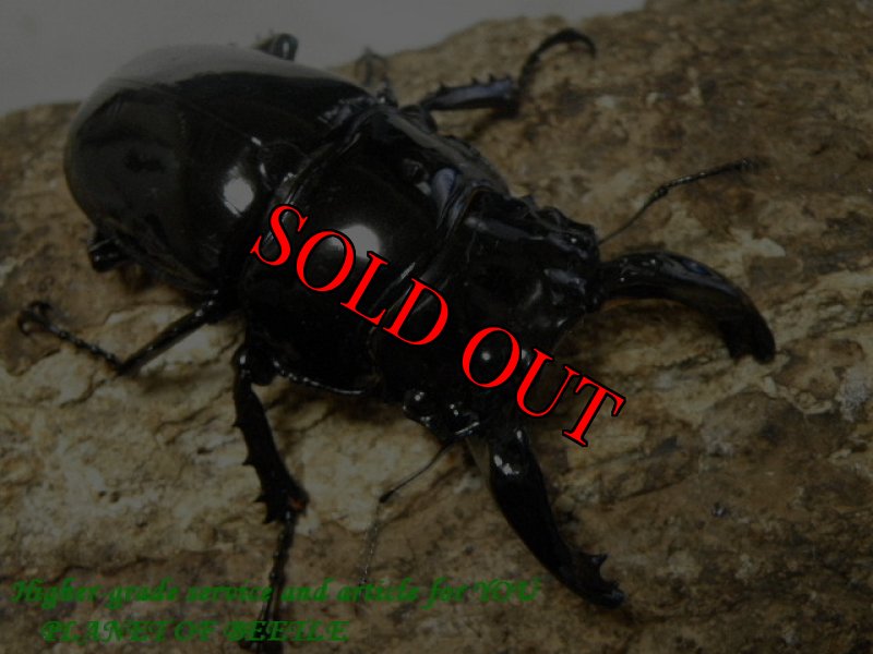 画像3: GWPremium!4/2 春の天然レギウス♂70mm♀44mmペア(顎先欠けのペア) (3)