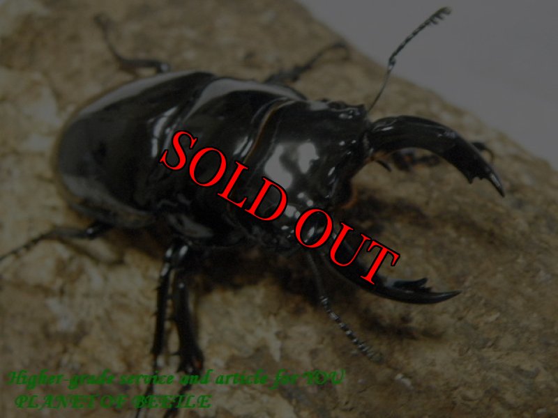 画像3: 4/2 春の天然レギウス♂63mm♀40mm完品ペア (3)